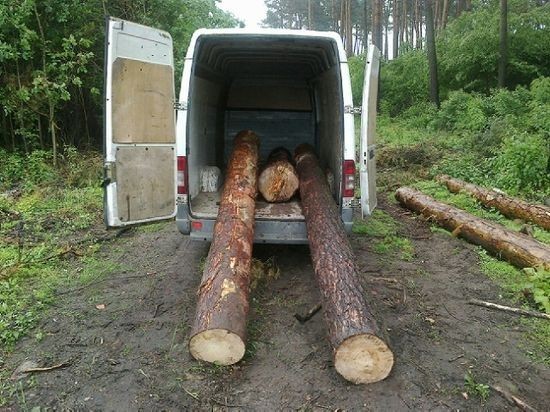 Milicz: Kradli drewno z lasu. Policjanci złapali złodziei na gorącym uczynku (ZDJĘCIA)