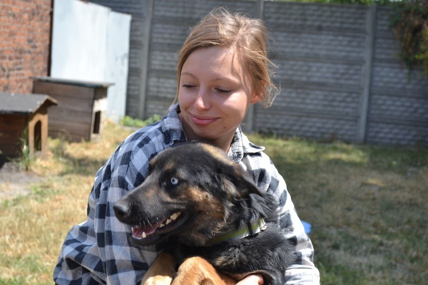 Te pieski oraz kotki czekają na adopcje ze schroniska w...