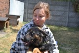 Te psy i koty czekają na adopcje ze schroniska w Mysłowicach ZDJĘCIA