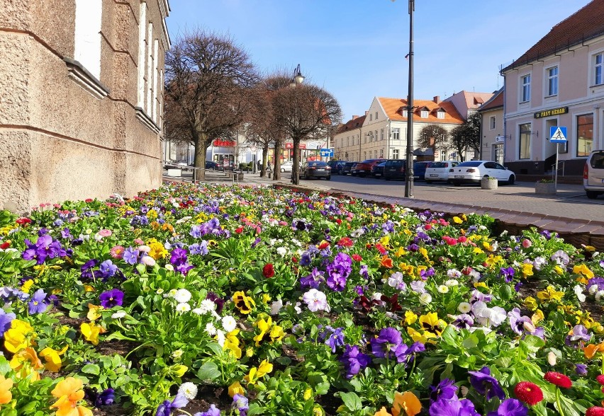 Pleszew rozkwita na wiosnę! W mieście zaroiło się od kolorowych bratków i stokrotek! Kwiatowa stolica Wielkopolski!