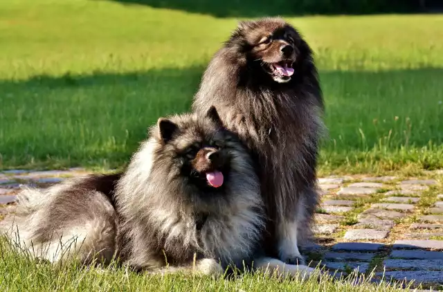 W wojewódzkim plebiscycie Groomer Roku zielonogórskie salony dla psów są liderami! Zobacz, kogo polecają właściciele piesków. Zdjęcia są ilustracyjne. Pod każdym umieściliśmy adresy i telefony do polecanych groomerów. Kliknij w zdjęcie i przejdź do galerii >>>>