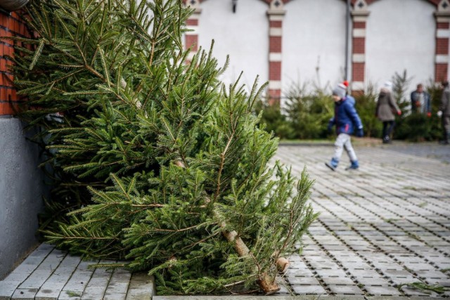 W tym roku z powodu epidemii mieszkańcy Trójmiasta i okolicznych miejscowości nie będą mogli samodzielnie wyciąć swojej choinki, co dzięki akcji "Choinkobranie" stanowiło w zeszłym roku nie lada gratkę dla całych rodzin