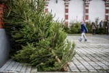 W tym roku bez Choinkobrania. Nadleśnictwo Gdańsk podjęłow dobie pandemii trudną decyzję 