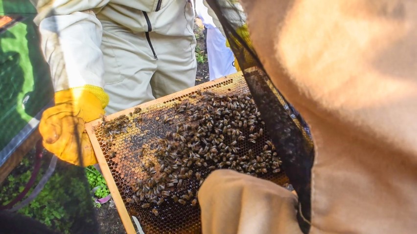 Czesław Mozil z pszczołami zmienia świat. I Ty stwórz raj dla pszczół! #BEEaHERO