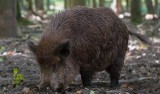 Na terenie leśnictwa Papiernia pod Międzychodem znaleziono martwego dzika - badania wykluczyły jednak, że przyczyną jego śmierci był ASF