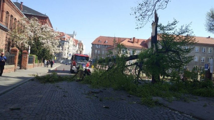 Silny wiatr łamał drzewa w Grudziądzu i powiecie. Strażacy mieli dużo pracy [zdjęcia]