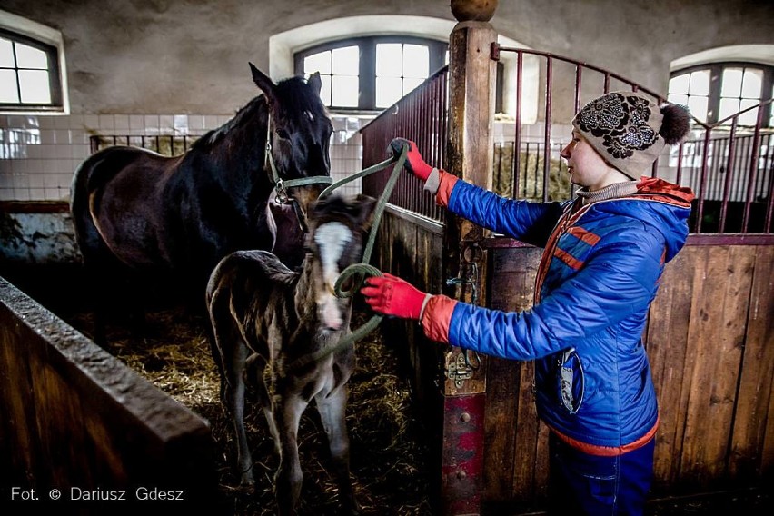 W Stadzie Ogierów Książ w Wałbrzychu rozpoczął się sezon...