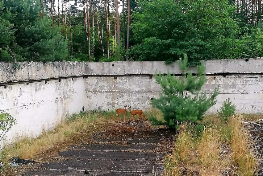 Strażacy z OSP Sława uwolnili sarny, które wpadły do starego...