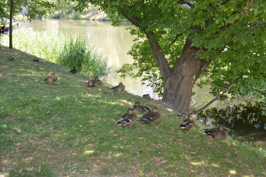 Upały w Opolu. Nawet kaczki wychodzą z wody... i szukają ochłody w cieniu drzew