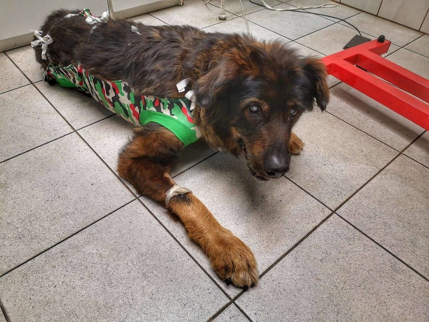 Toruńska organizacja często odbiera psy, które są chore