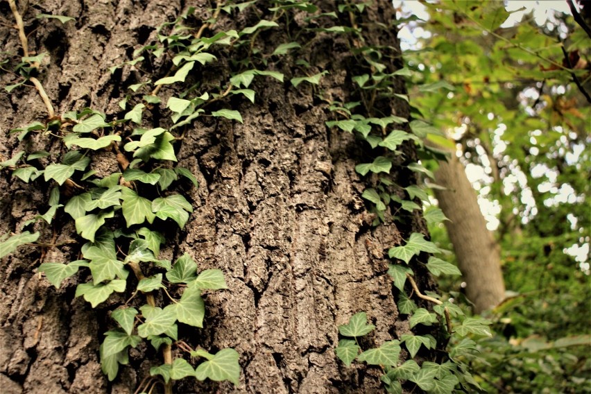 Zbąszyń. Miejski Park w październikowym słońcu - 13.10.2021