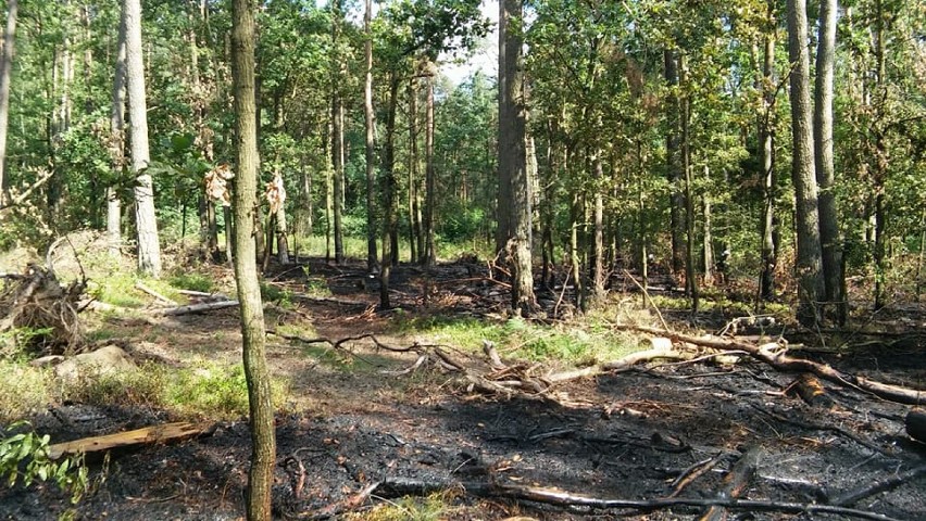 Pożar lasu w Górkach Śląskich. Ogień gasiło 100 strażaków z dwóch powiatów oraz samoloty z Rybnika