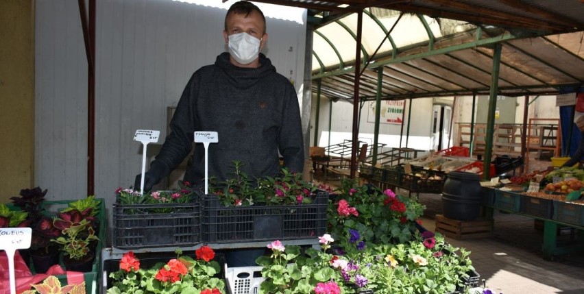 Chełm. Pelargonie, begonie, surfinie, petunie, a także duży wybór sadzonek warzyw na chełmskim bazarze. Zobacz zdjęcia 