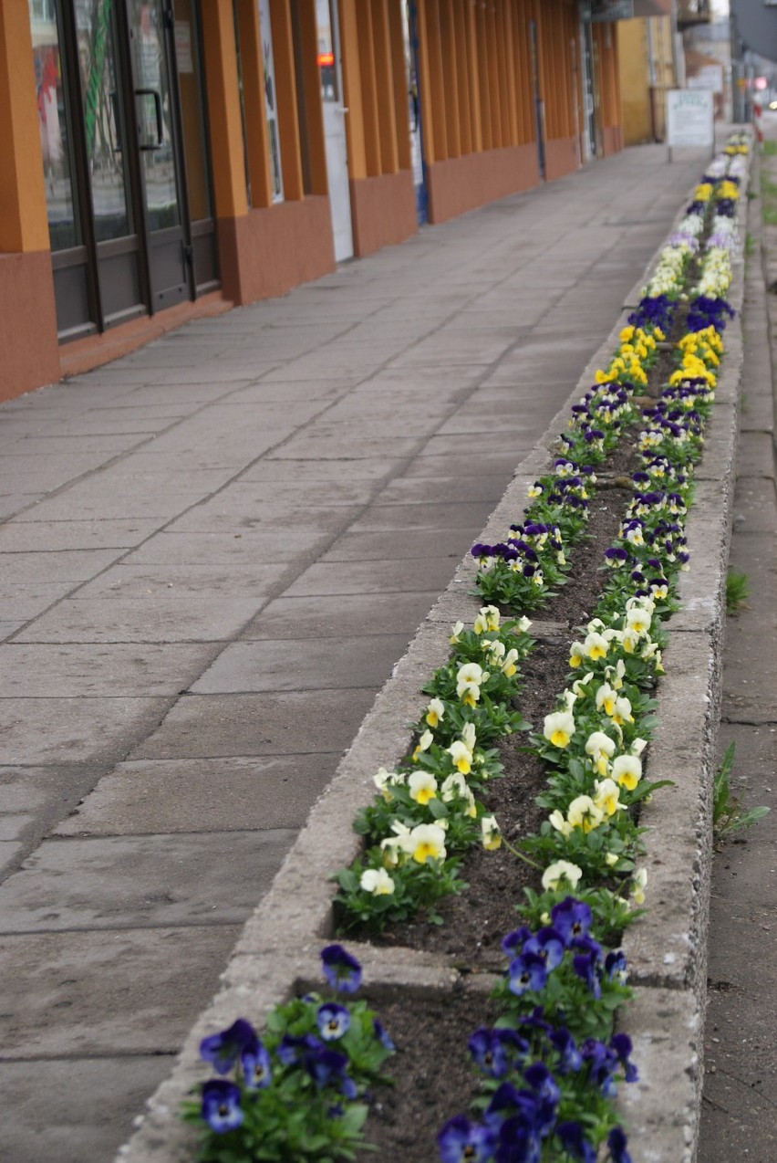 Przyszła wiosna, więc władze miasta posadziły rośliny ozdobne