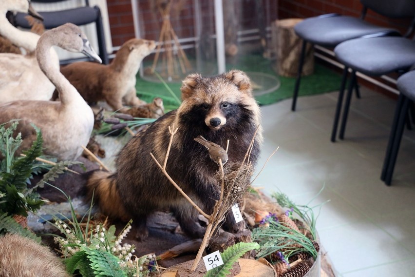 Bociany mieszkają w Centrum Edukacji "Salamandra"