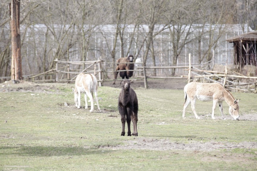 Zoo Opole - ceny, bilety, zwiedzanie