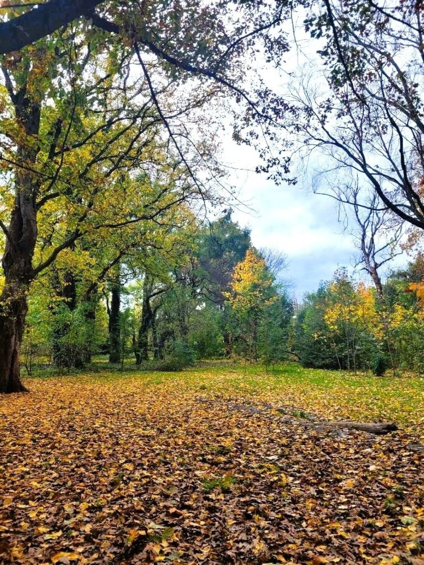 Piękna jesień w dzikim Parku Jalu Kurka w Krakowie