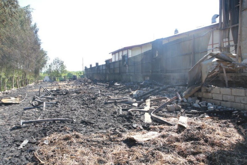 Pożar kurnika w Lubomierzu. Spłonęło 18 tysięcy kur i kurcząt
