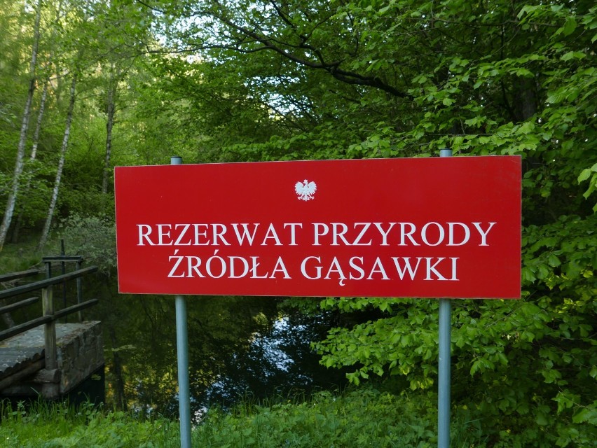 Wideo z wyprawy do Rezerwatu Źródła Gąsawki. Poczujcie ten...