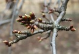 Pierwsze oznaki wiosny w Radomiu! Na drzewach pojawiły się pąki, kwitną przebiśniegi 