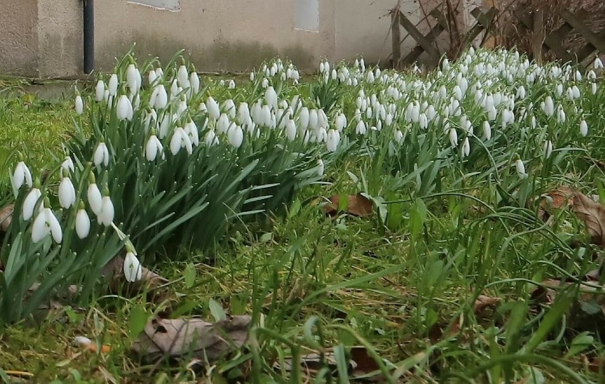 Pierwsze oznaki wiosny w Radomiu! Na drzewach pojawiły się pąki, kwitną przebiśniegi 
