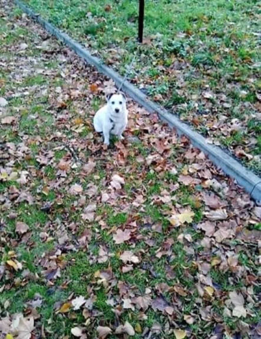 Ktoś bestialsko zastrzelił Lutka. Sprawcy szukają policjanci 