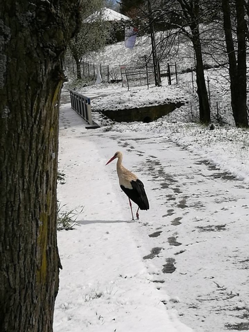 Od 9 maja pogoda na Pomorzu przypomina bardziej zimę niż...