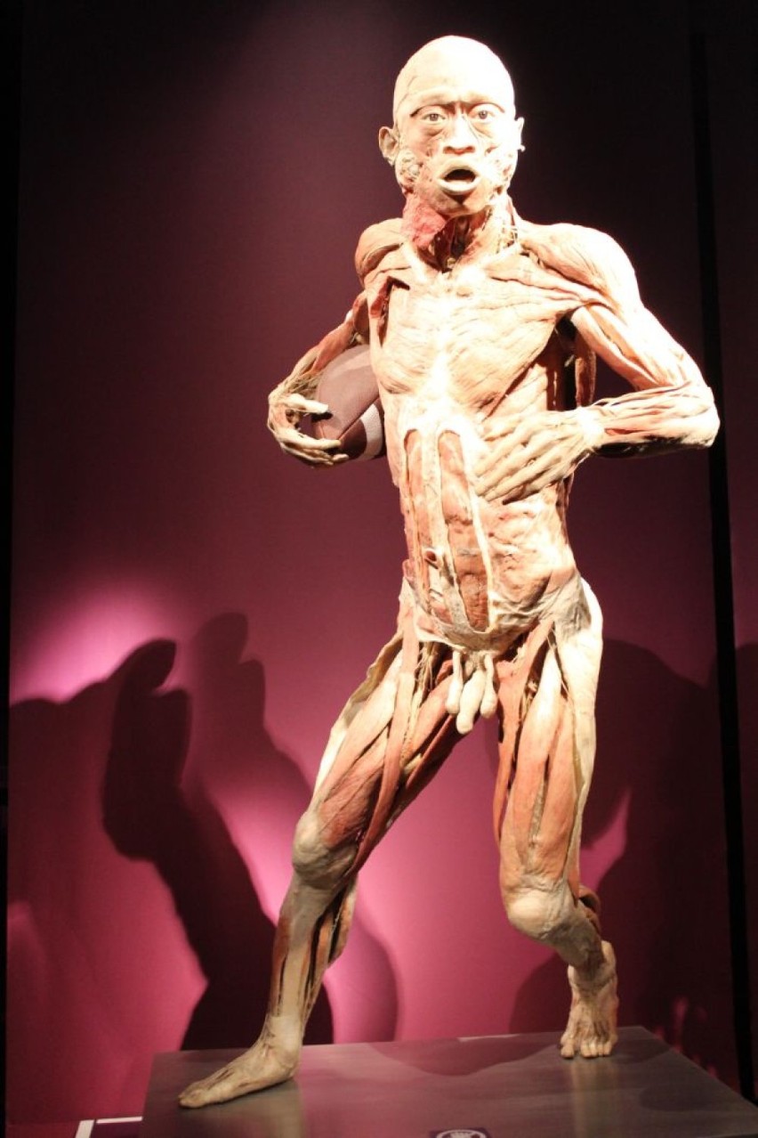 Wystawa The Human Body