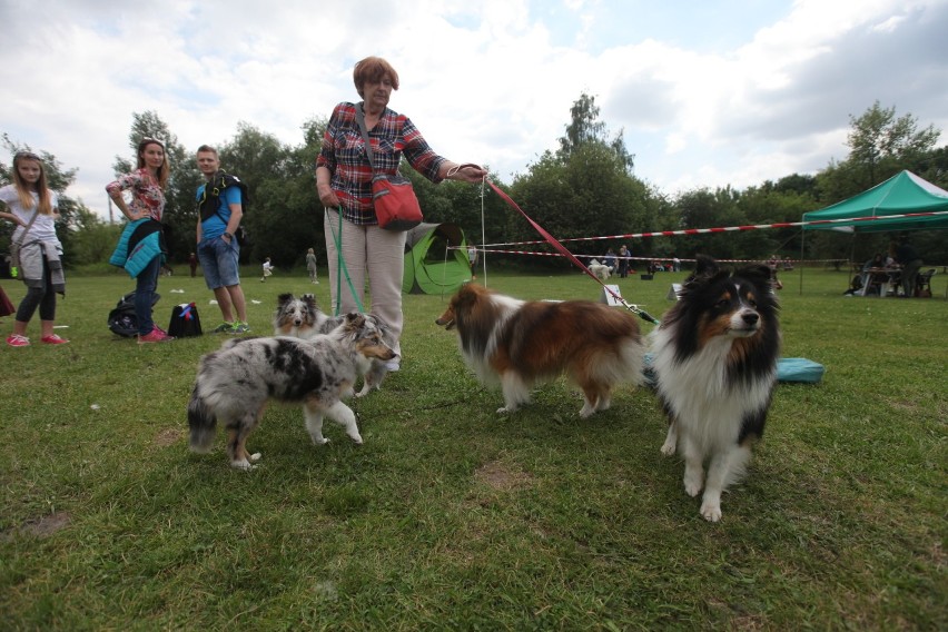 Piękne czworonogi na Międzynarodowej Wystawie Psów Rasowych w Krakowie ! [ZDJĘCIA]