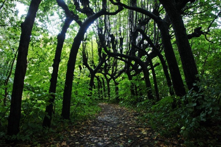 Czy Park Grodowy utraci swoją naturalność po uchwaleniu nowego budżetu obywatelskiego w Sopocie?