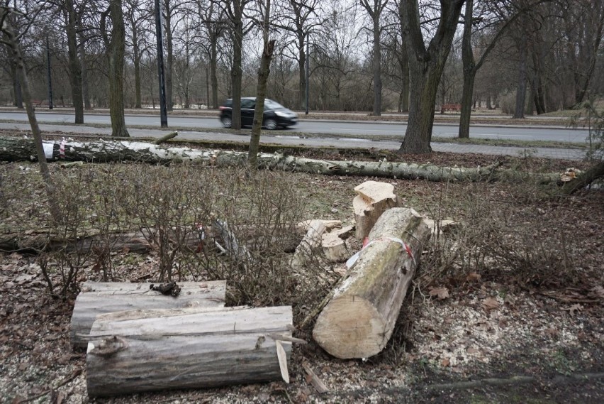 Zimowa wycinka drzew w parkach i na terenach pod zabudowę. Drzewa znikają z zabytkowych łódzkich parków 