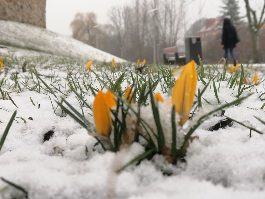 Ostatni atak zimy w Goleniowie? Nad miastem przeszła śnieżyca - ZDJĘCIA