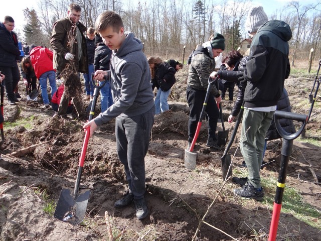 W akcji sadzenia dębów w Wierzbiczanach z okazji 755-lecia Gniewkowa wzięło udział ponad 300 osób