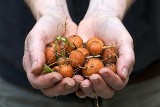 Strefa wolna od GMO? Nie w Sosnowcu. Radni głosowali przeciwko przyjęciu uchwały