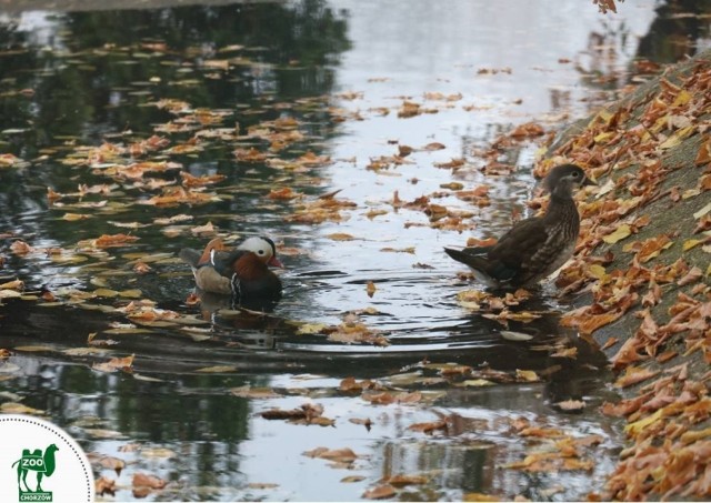 Jesień w zoo w Chorzowie