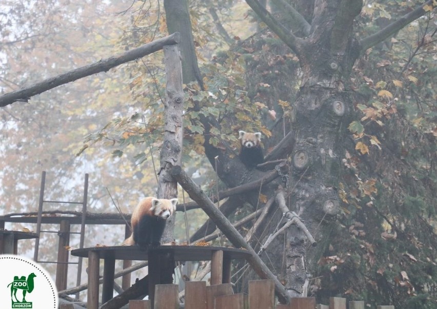 Jesień w zoo w Chorzowie