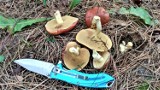 W lasach naszego regionu pojawiły się nieliczne  grzyby