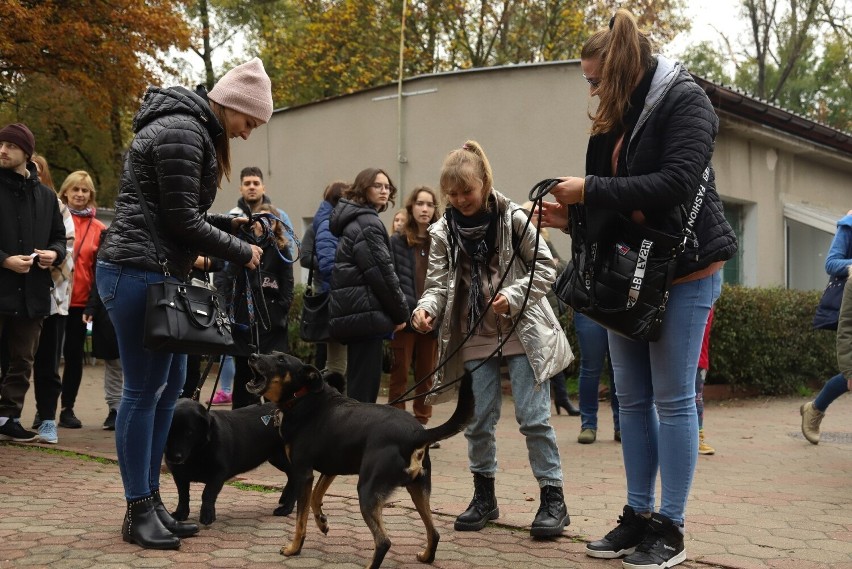 Toruń. Mieszkańcy wyprowadzili na spacer psy ze schroniska