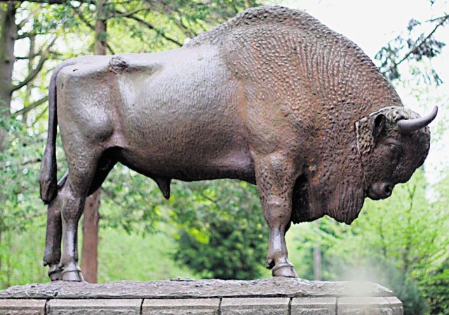 Słynny żubr - symbol 500-letniej Spały - odtąd zwie się Ignac... Żubr Ignac! Imię zaproponowali nasi Czytelnicy