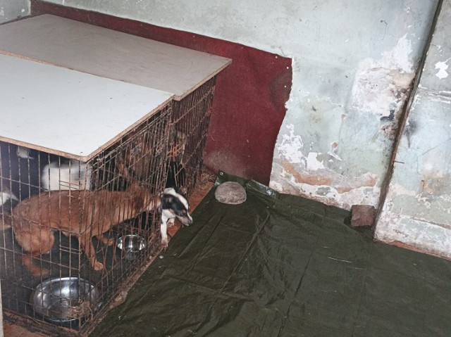 W budynku na obrzeżach Wielunia przetrzymywane są psy. Zwierzęta zamknięte są w niewielkim pomieszczeniu i w dodatku w klatkach.