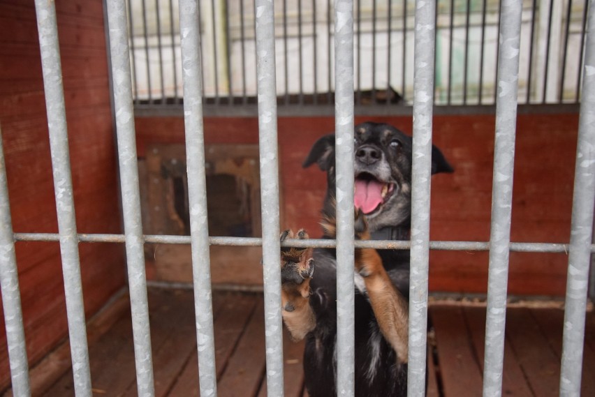 Psy do adopcji ze schroniska w Chorzowie