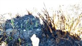 Sławno - zobaczcie, jak wygląda spalona łąka [ZDJĘCIA] - wideo