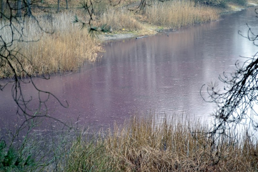 Gmina Skarszewy. Podejrzana plama na jeziorze ZDJĘCIA