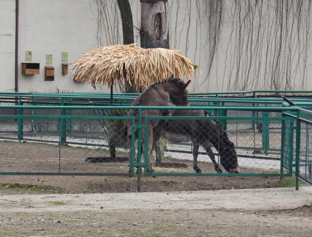 Osły w Starym Zoo poczuły wiosnę