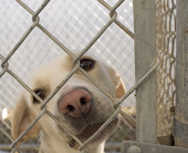 Źródło: http://commons.wikimedia.org/wiki/File:Dog_in_animal_shelter_in_Washington,_Iowa.jpg