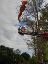 Paralotniarz na drzewie. Kobieta wisiała 10 metrów nad ziemią | ZDJĘCIA