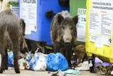 Dziki w Piotrkowie pozwalają sobie na zbyt wiele na terenach miejskich. Urzędnicy apelują do mieszkańców