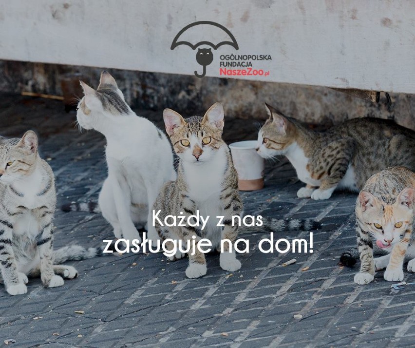 Pierwsza "Kocia Chata" stanęła na os. Lecha w Poznaniu!
