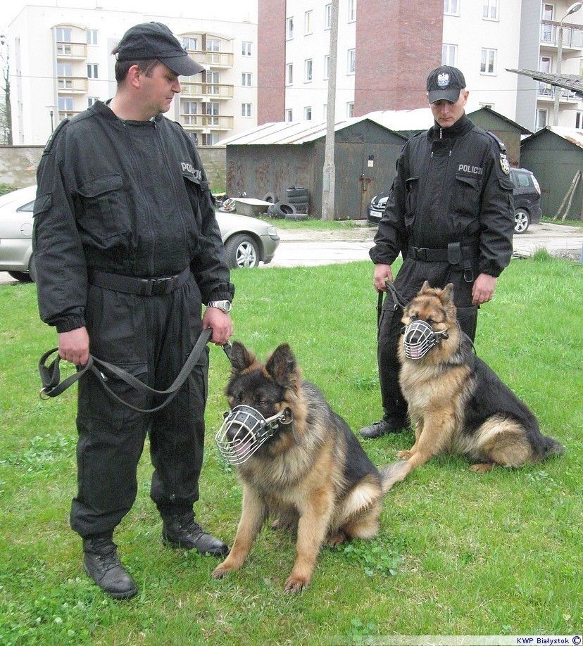 Dwa nowe policyjne psy w wysokomazowieckiej komendzie