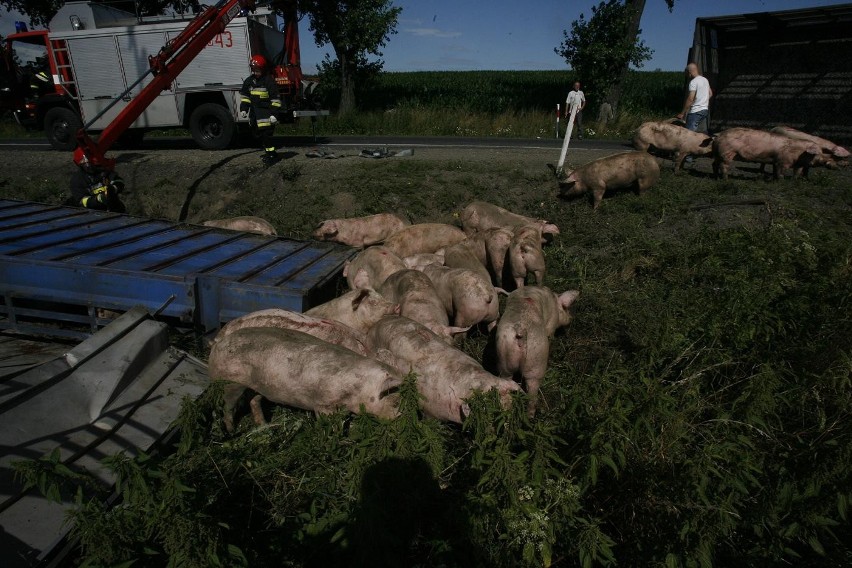 Wypadek ciężarówki ze świniami na trasie Legnica - Złotoryja (ZDJĘCIA)